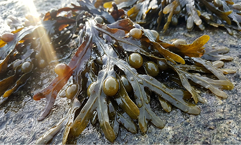Organic Bladderwrack