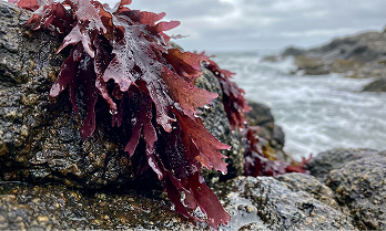Organic Irish Sea Moss